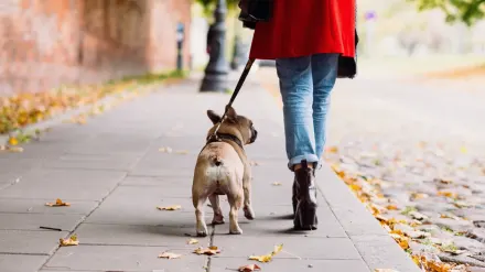 Dog walking outdoors owner