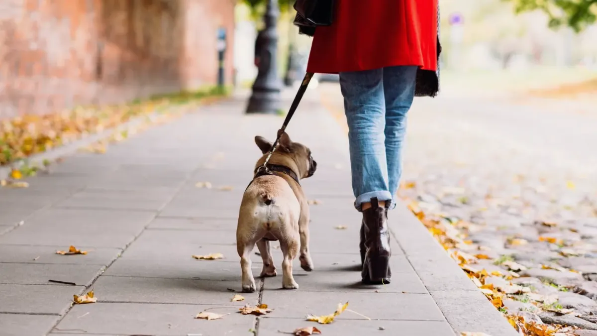 Dog walking outdoors owner