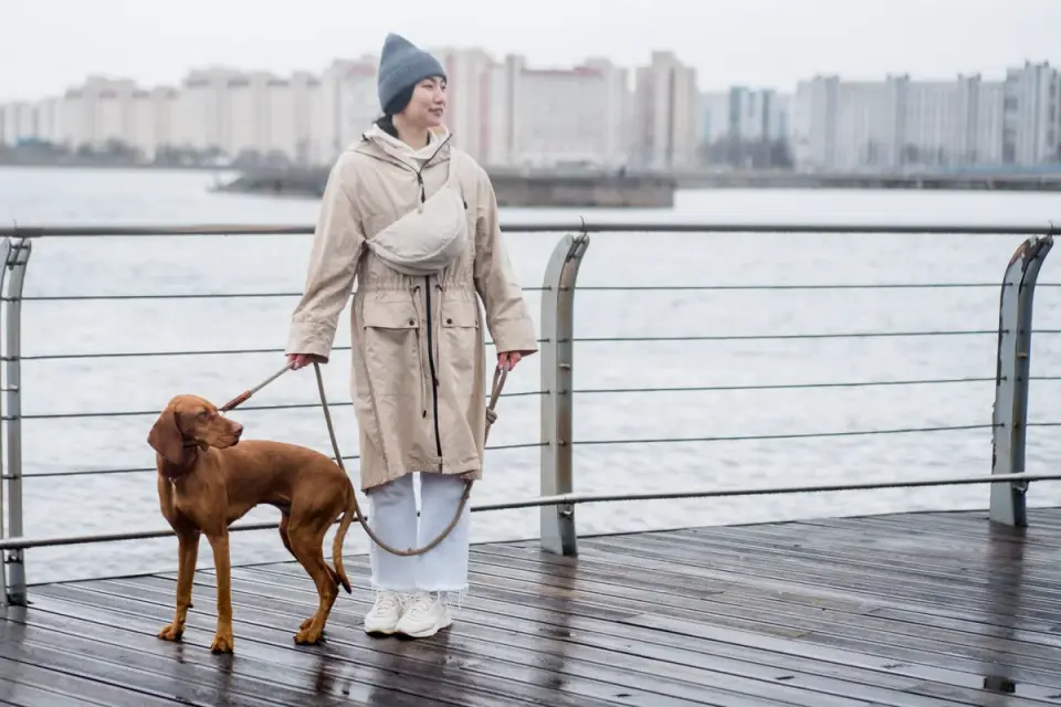 Dog walking outdoors owner
