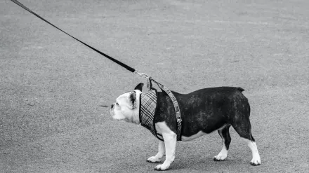 Dog walking outdoors owner