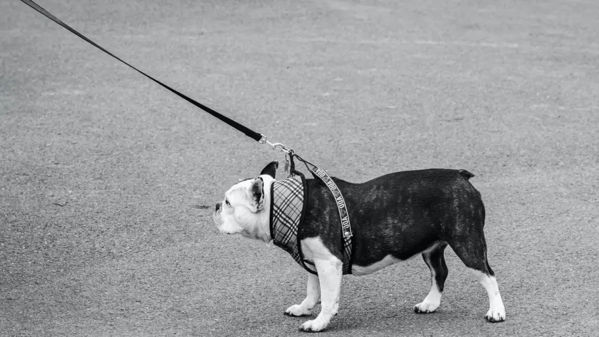Dog walking outdoors owner