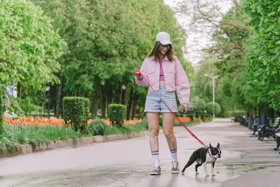 Dog walking outdoors owner