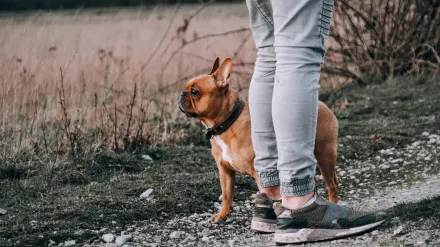 Dog walking outdoors owner