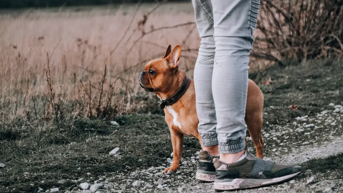 Dog walking outdoors owner