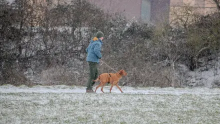Dog walking outdoors owner