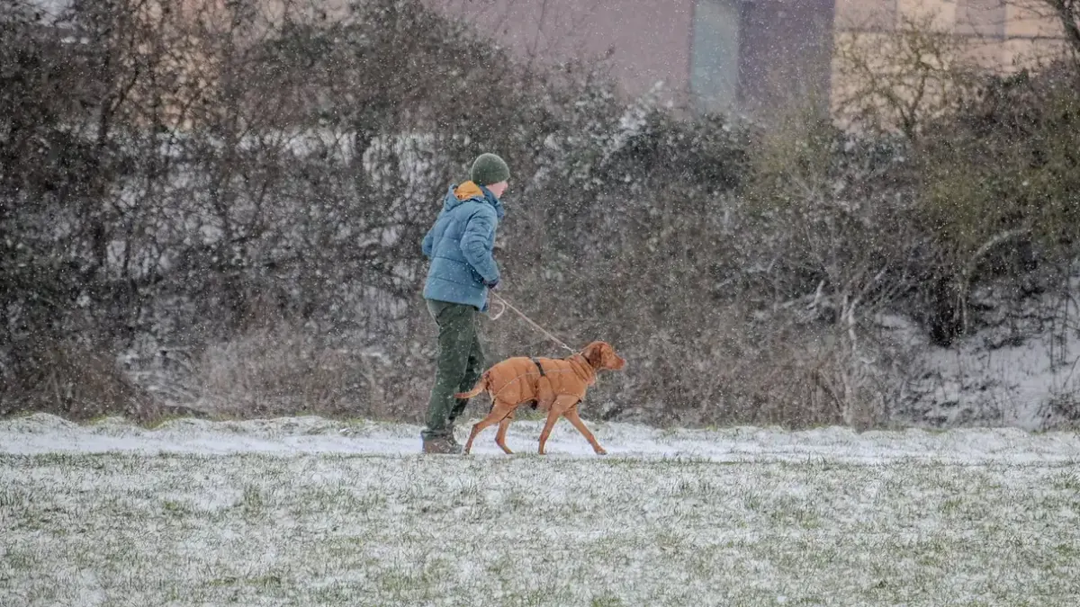 Dog walking outdoors owner