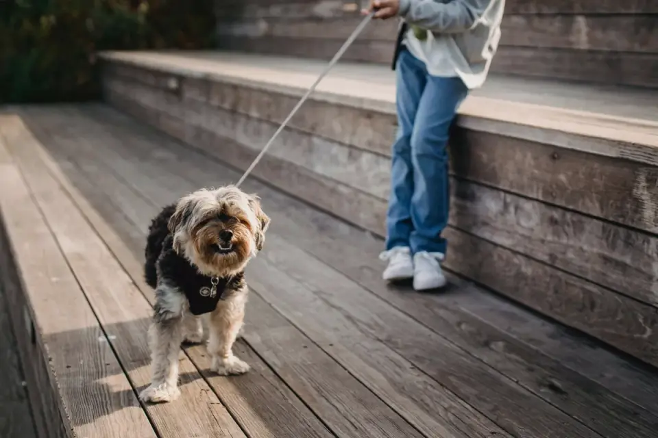 Dog walking outdoors owner