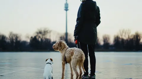Dog walking outdoors