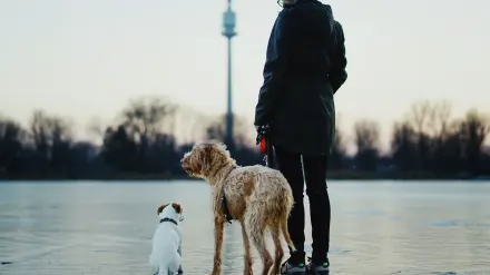 Dog walking outdoors