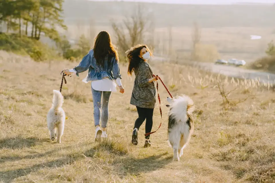 Dog walking outdoors