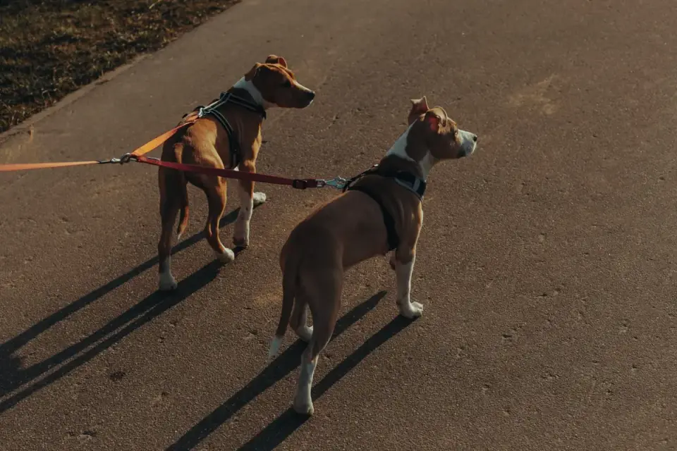 Dog walking outdoors