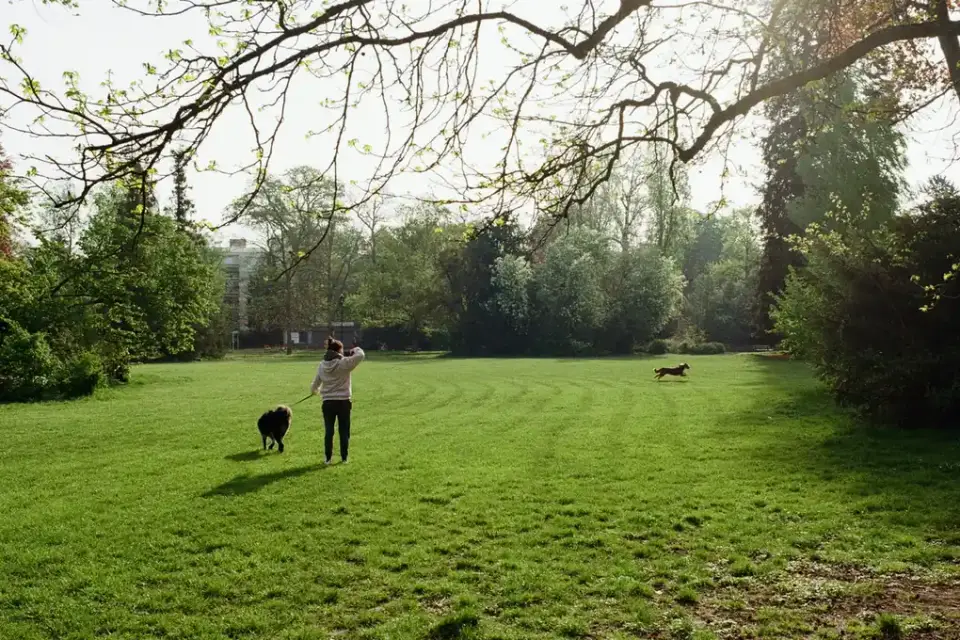 Dog walking outdoors