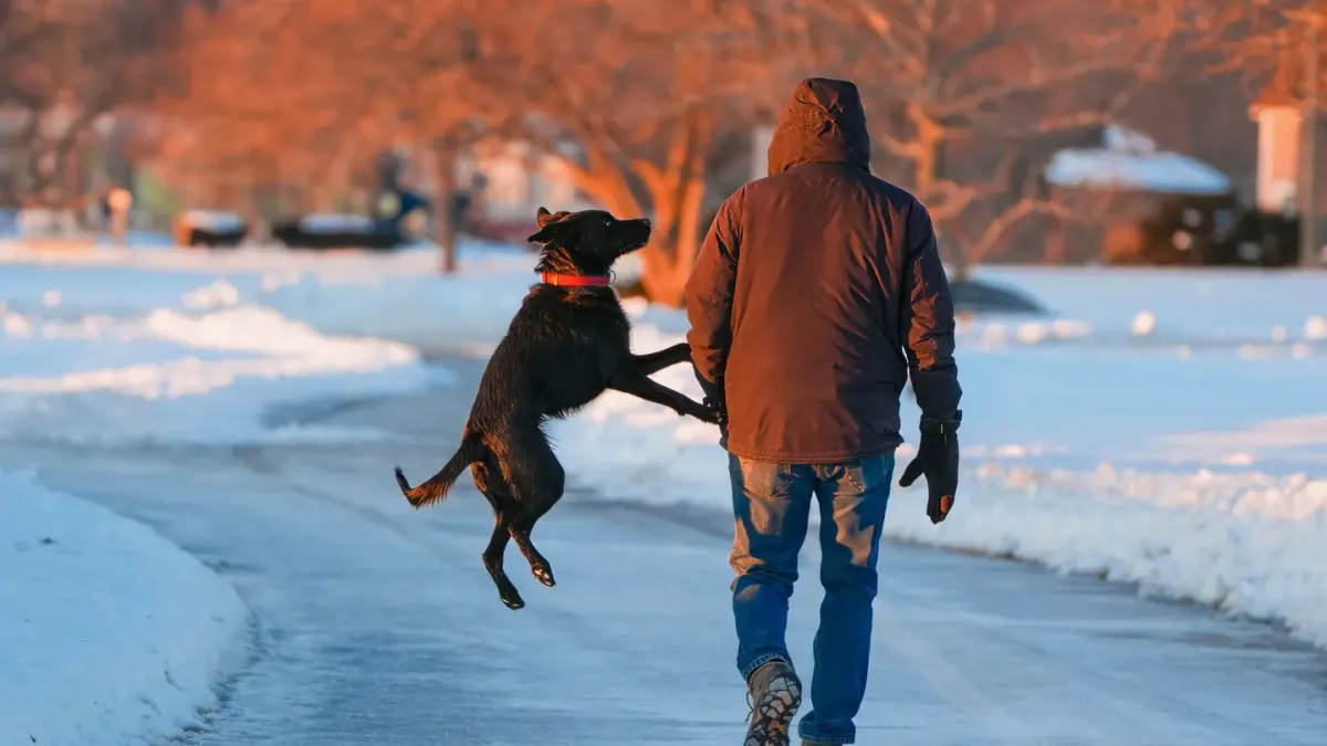 Dog walking with an owner