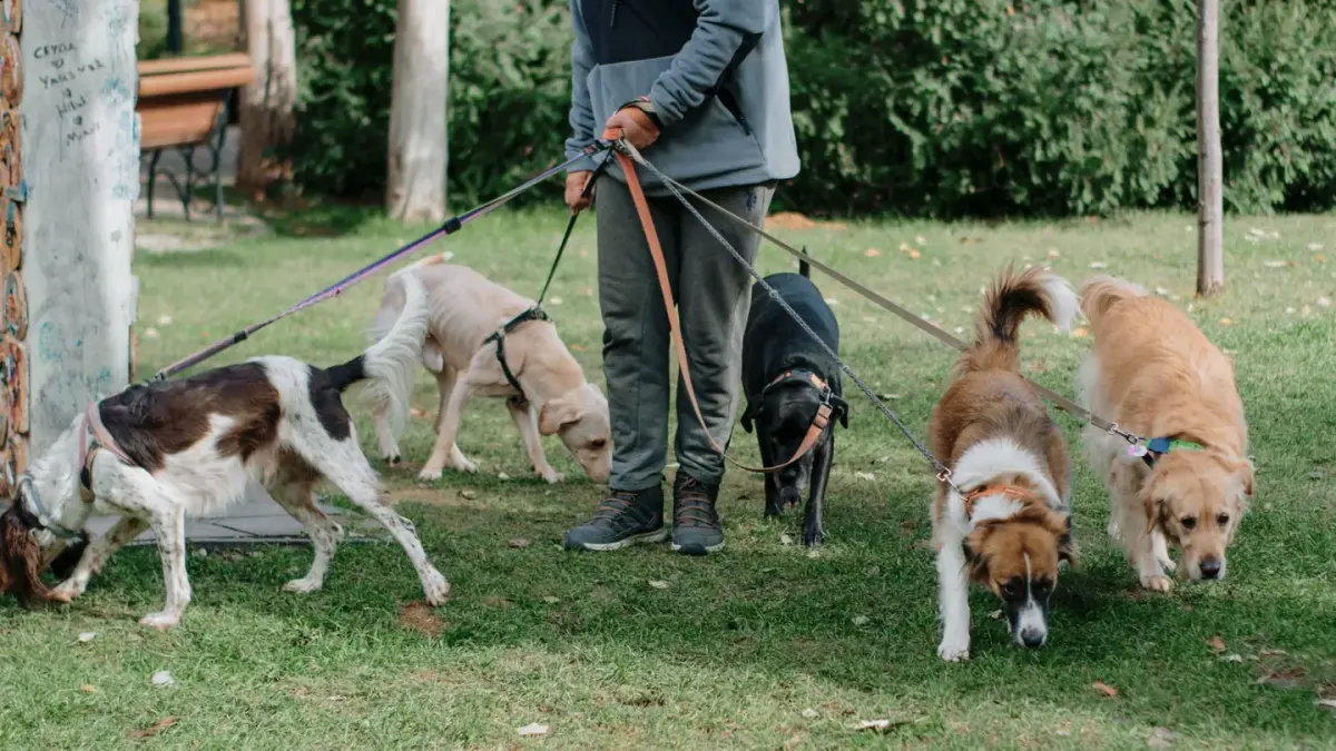 Dog walking with an owner