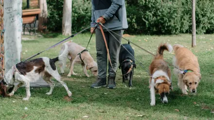 Dog walking with an owner