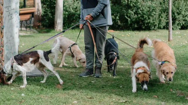 Dog walking with an owner