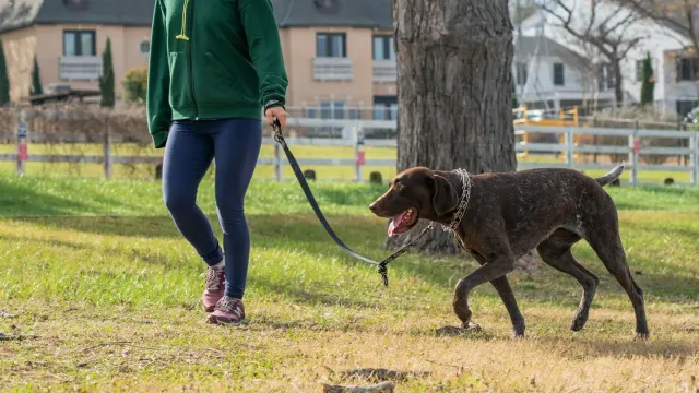 Dog walking with an owner