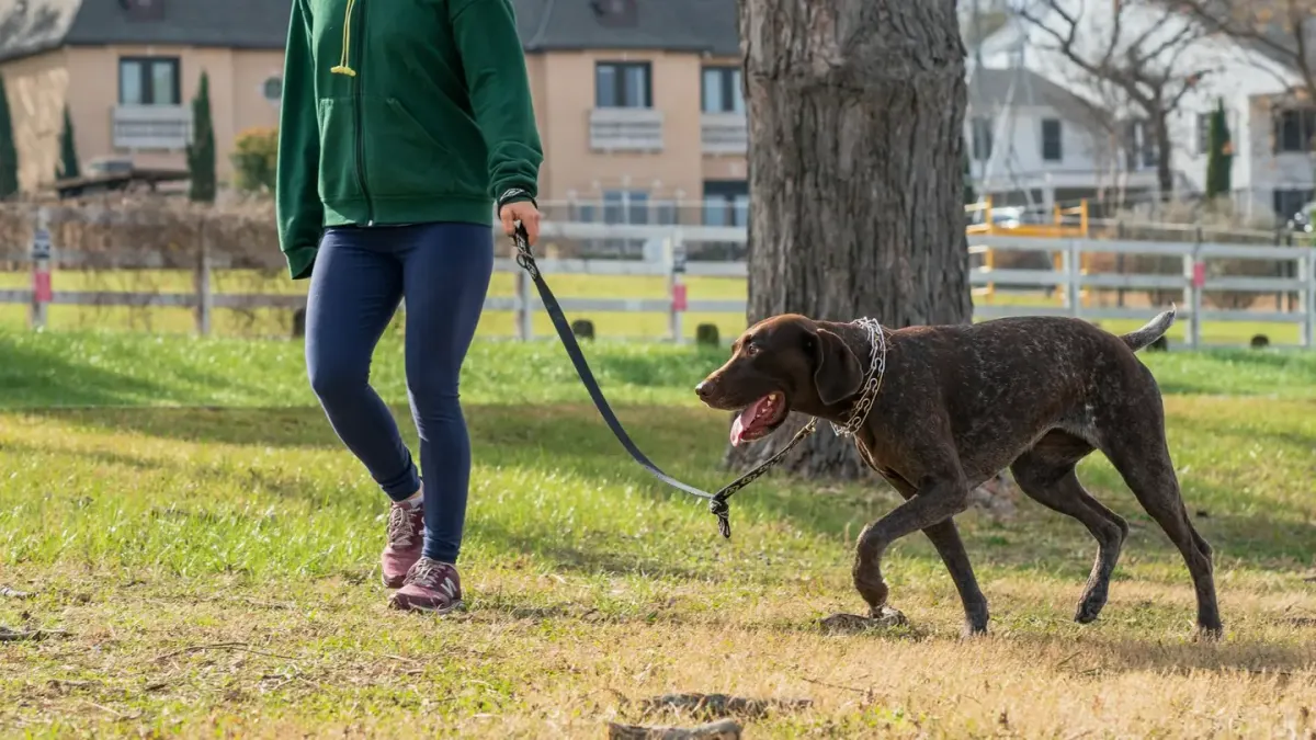 Dog walking with an owner