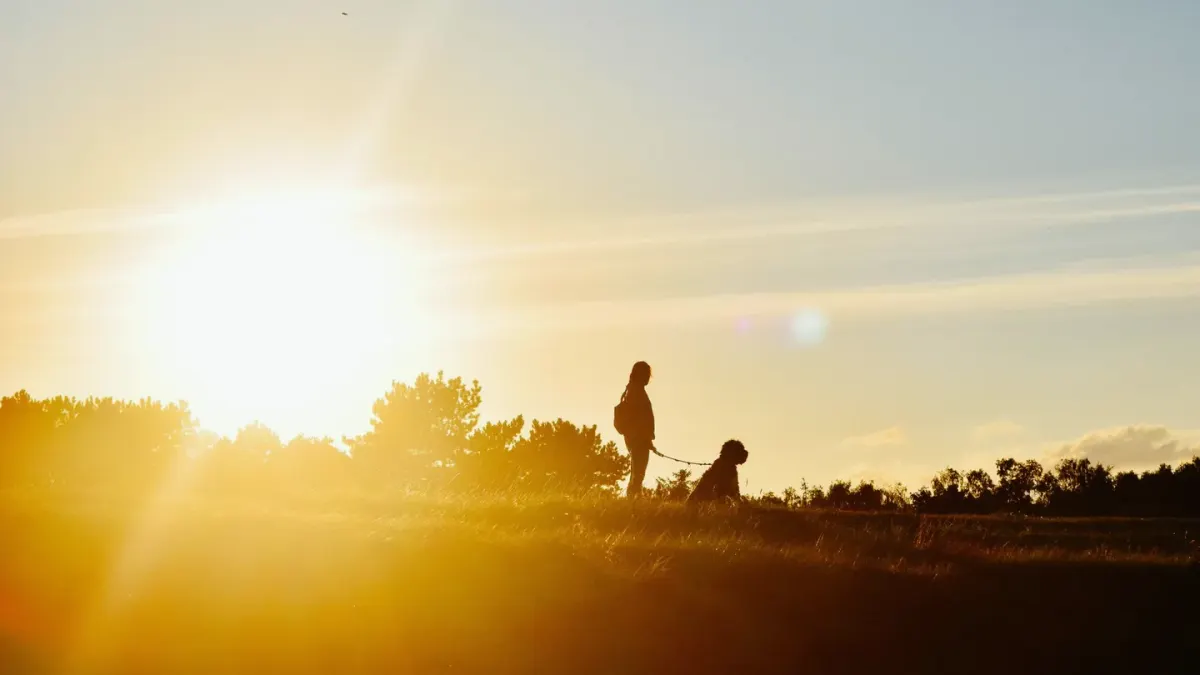 Dog walking with an owner
