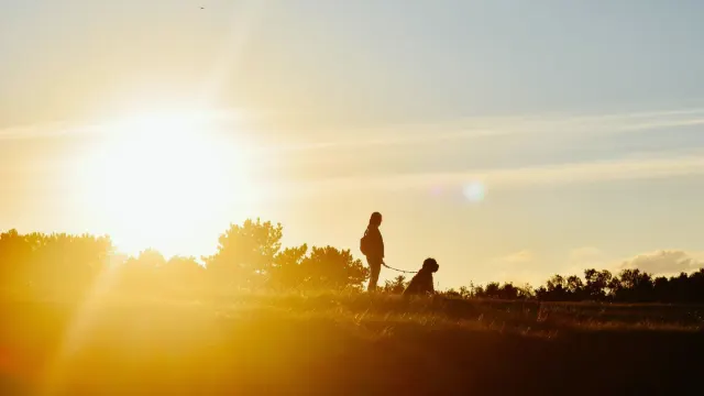 Dog walking with an owner