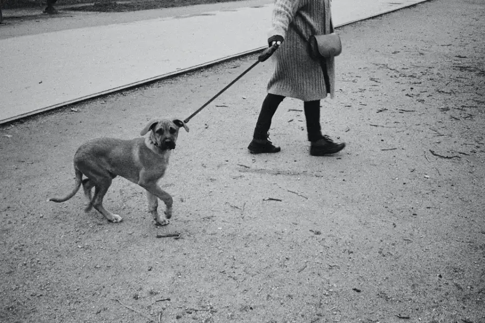 Dog walking with an owner