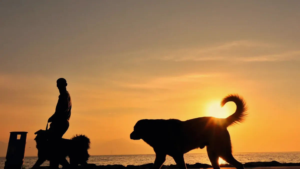 Dog walking with an owner