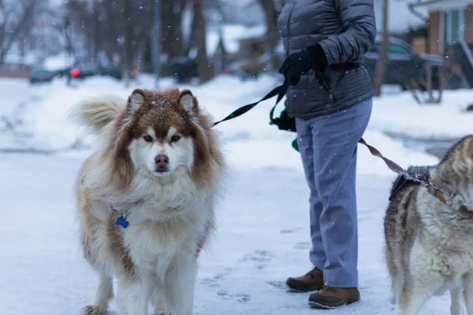 Dog walking with an owner