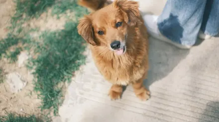 Dog walking with an owner