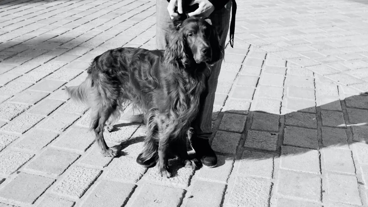 Dog walking with owner outdoors