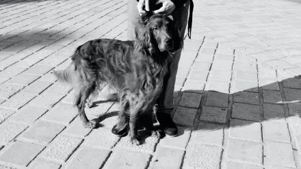 Dog walking with owner outdoors