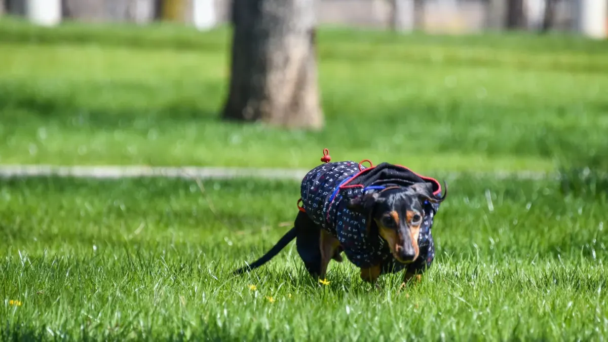 Dog wearing a coat