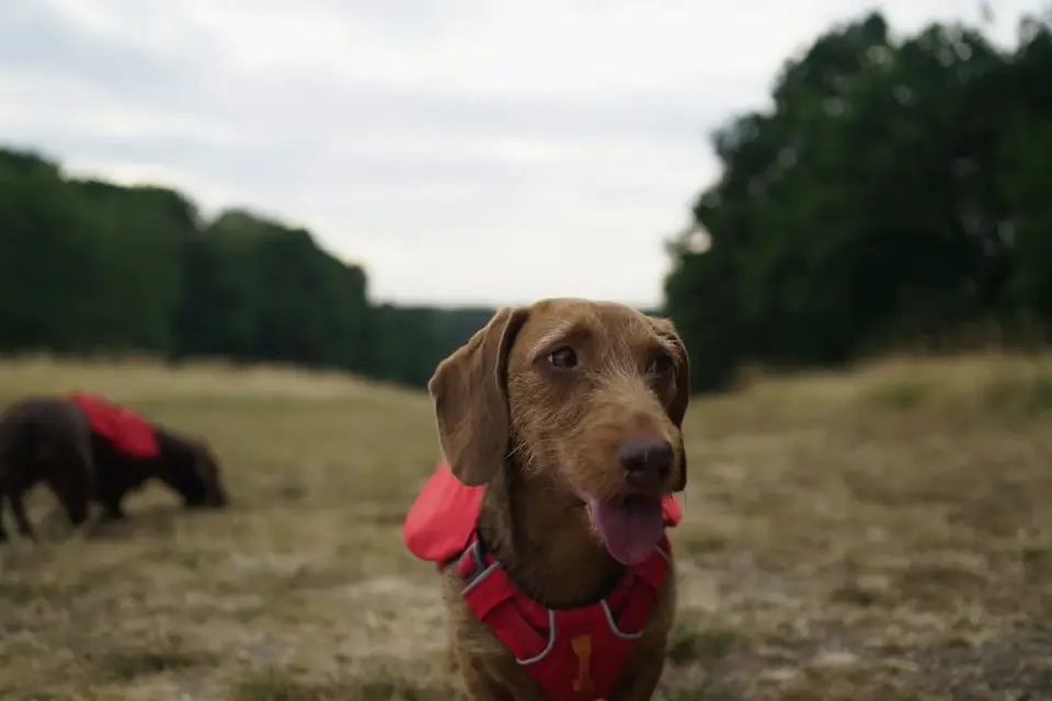 Dog wearing a coat
