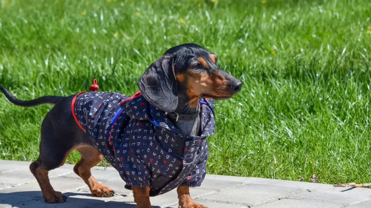 Dog wearing a coat