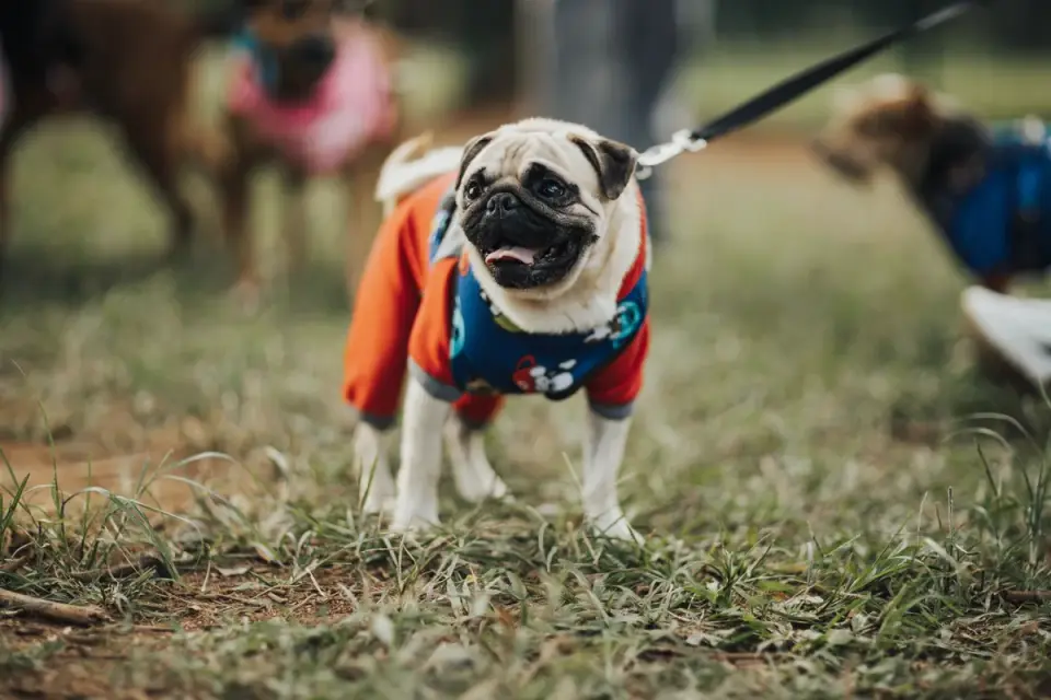 Dog wearing a coat