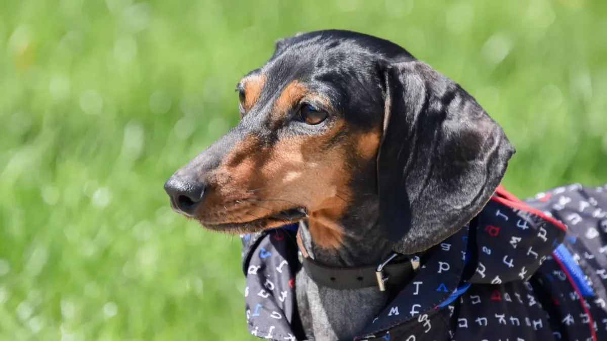 Dog wearing a coat