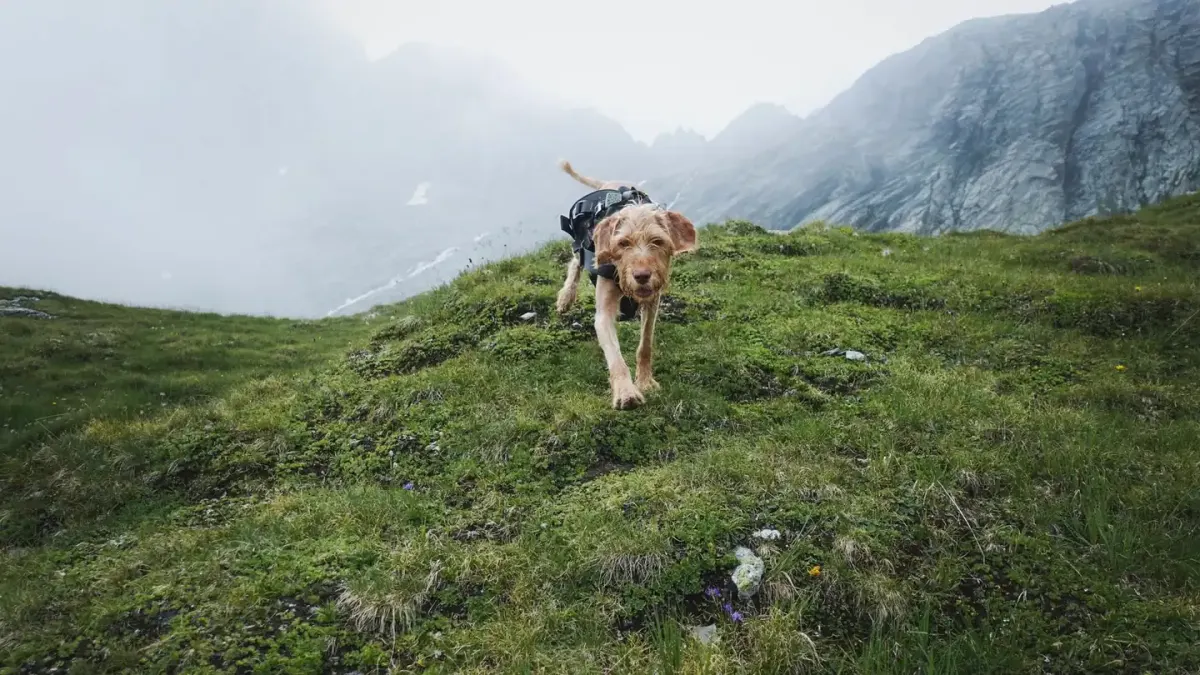Dog wearing a coat