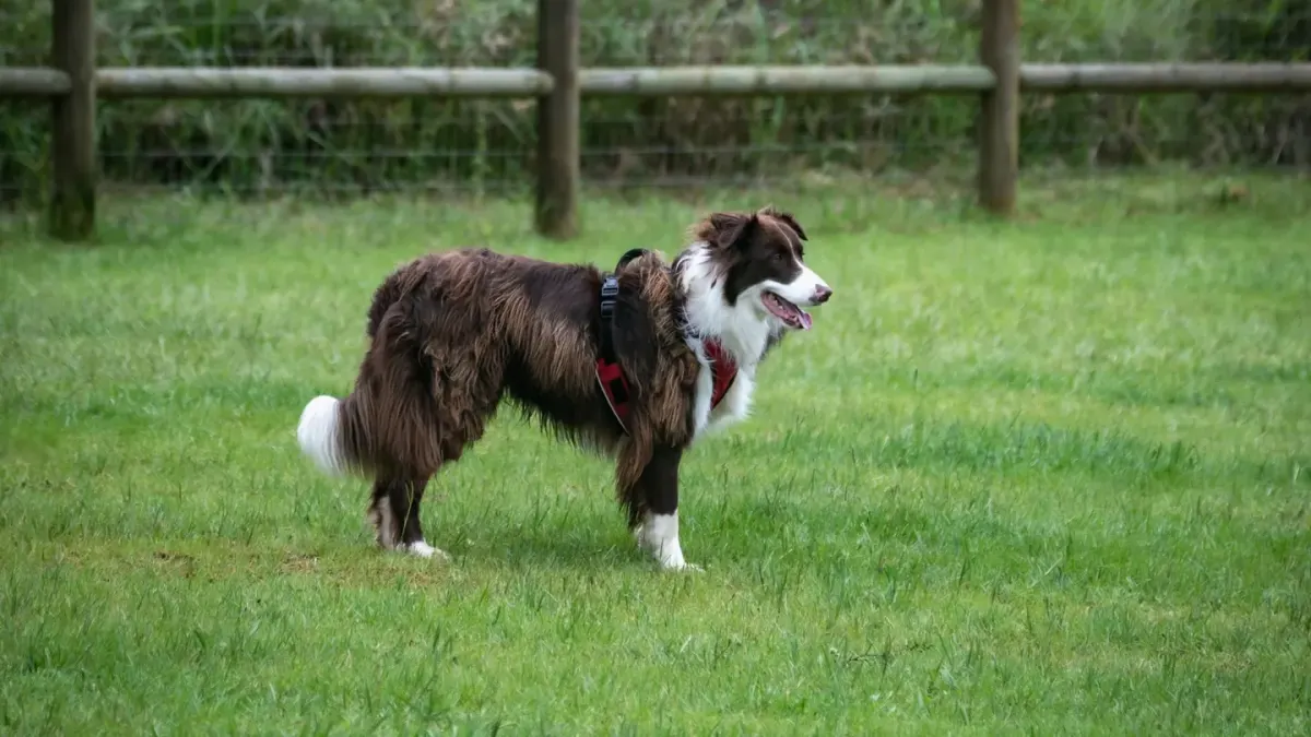 Dog wearing a harness