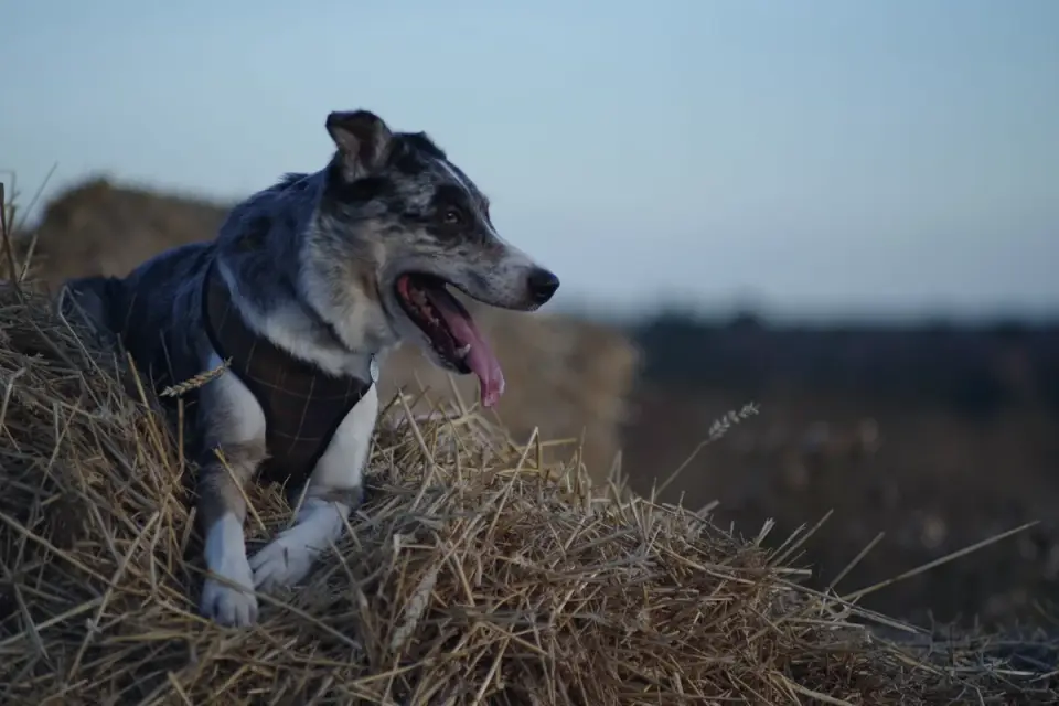 Dog wearing a harness