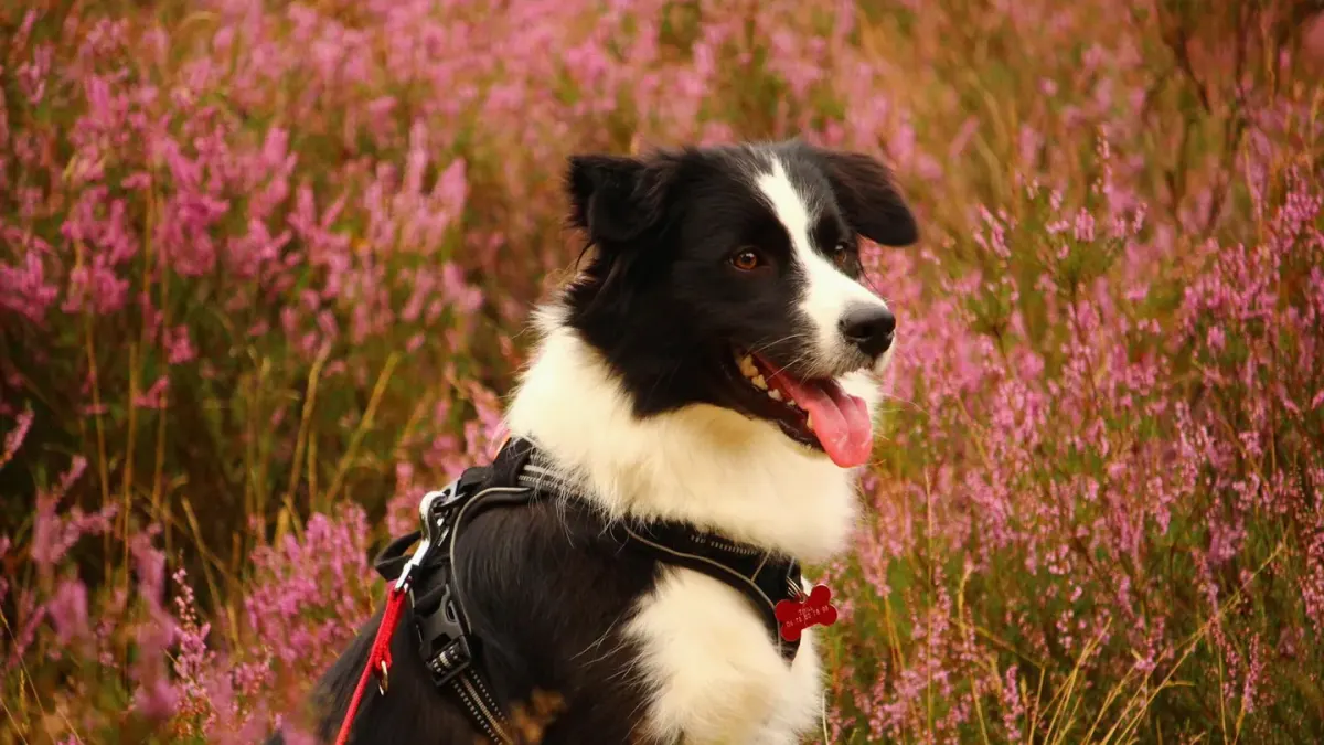 Dog wearing a harness