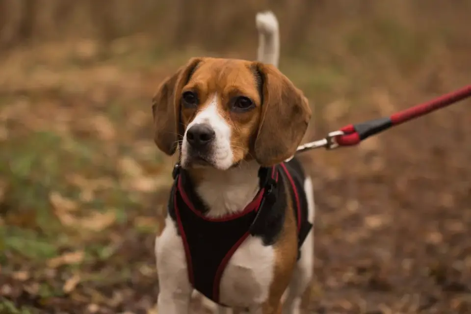 Dog wearing a harness