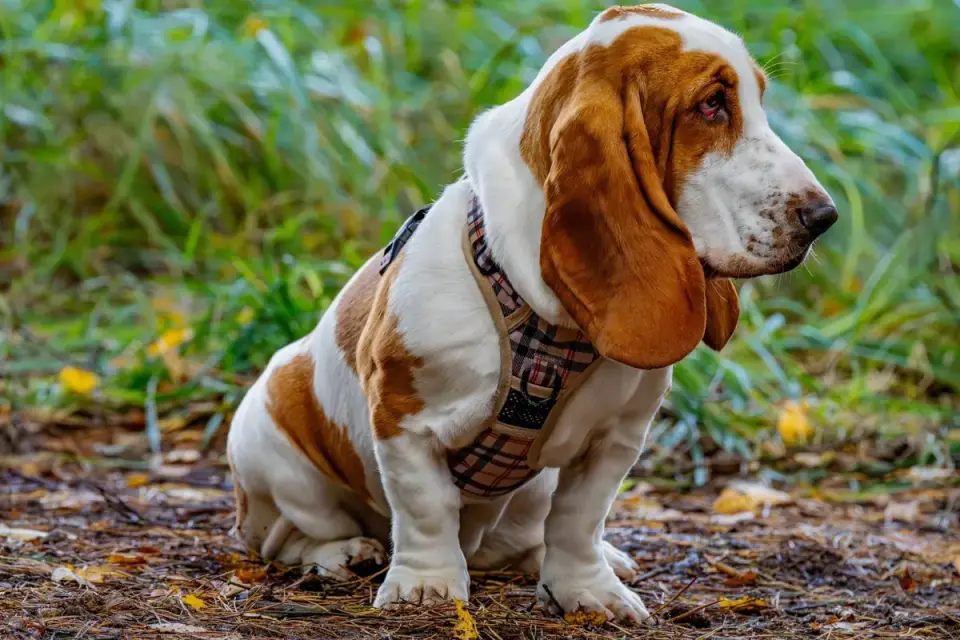 Dog wearing a harness