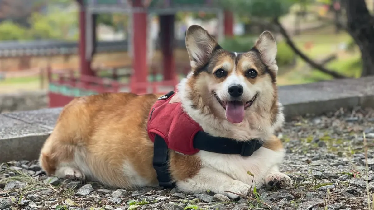 Dog wearing a harness