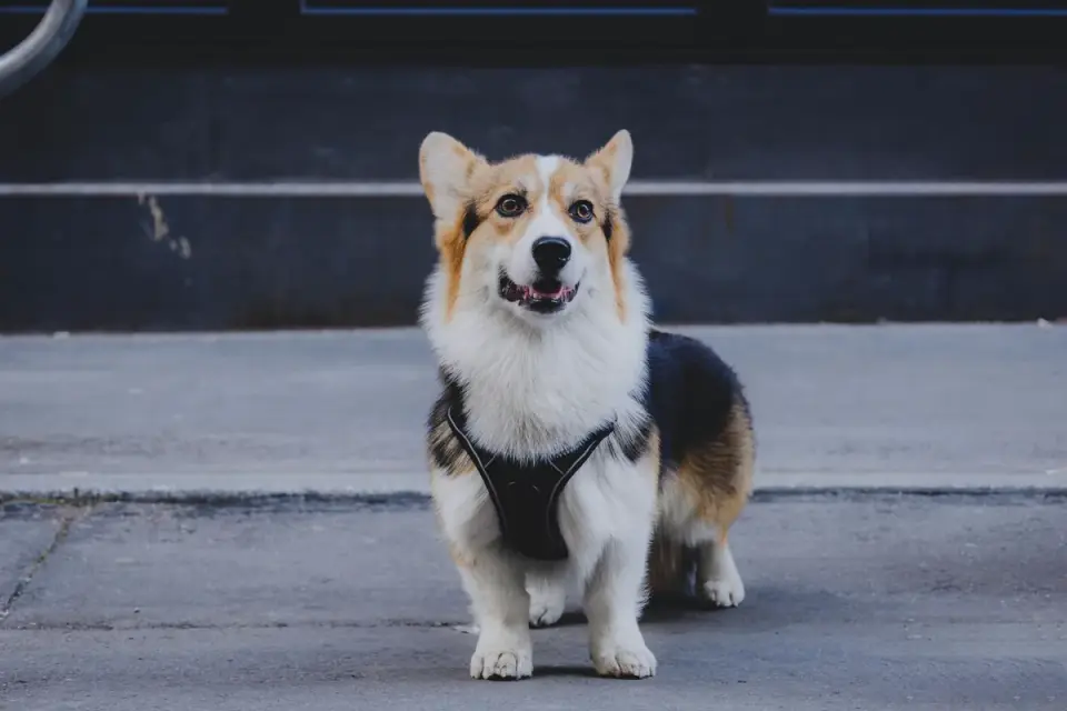 Dog wearing a harness