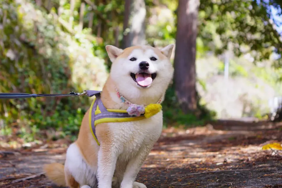 Dog wearing a harness