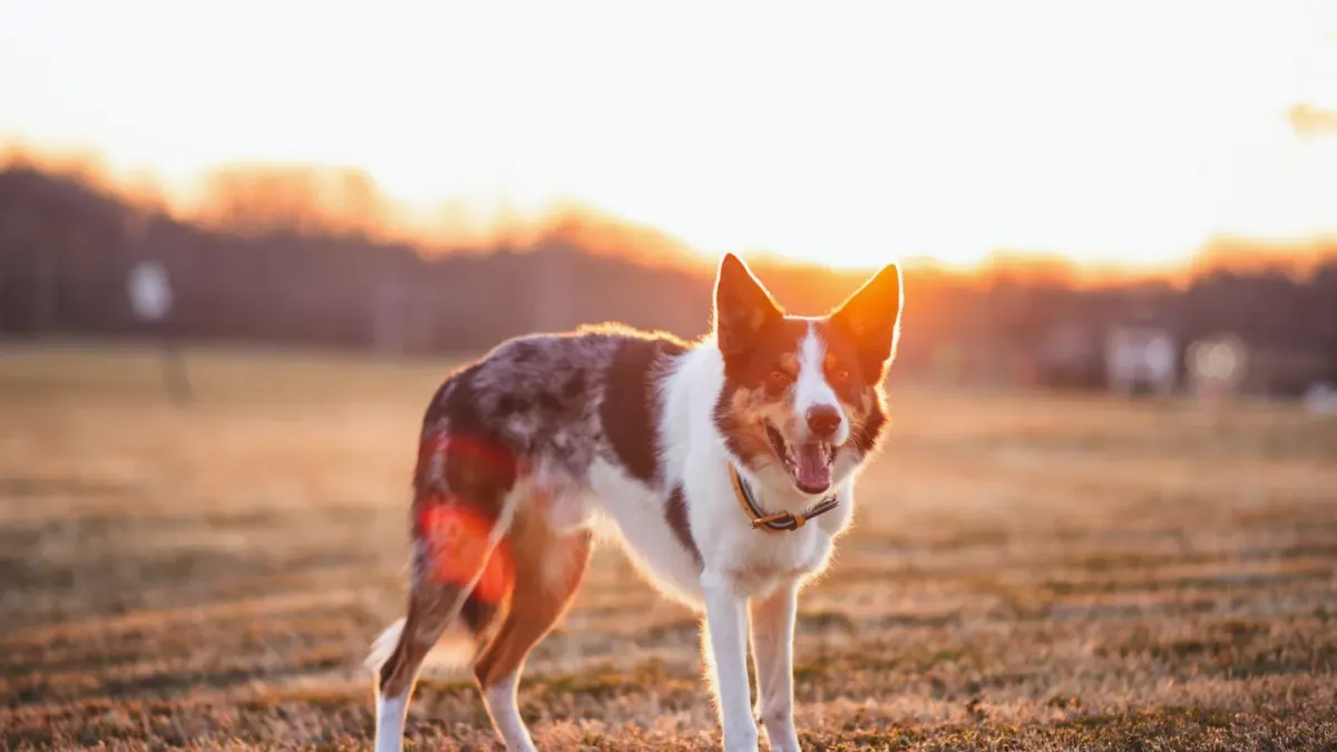 Dog wearing boots