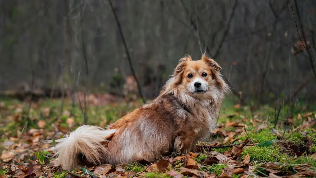 Dog wearing boots