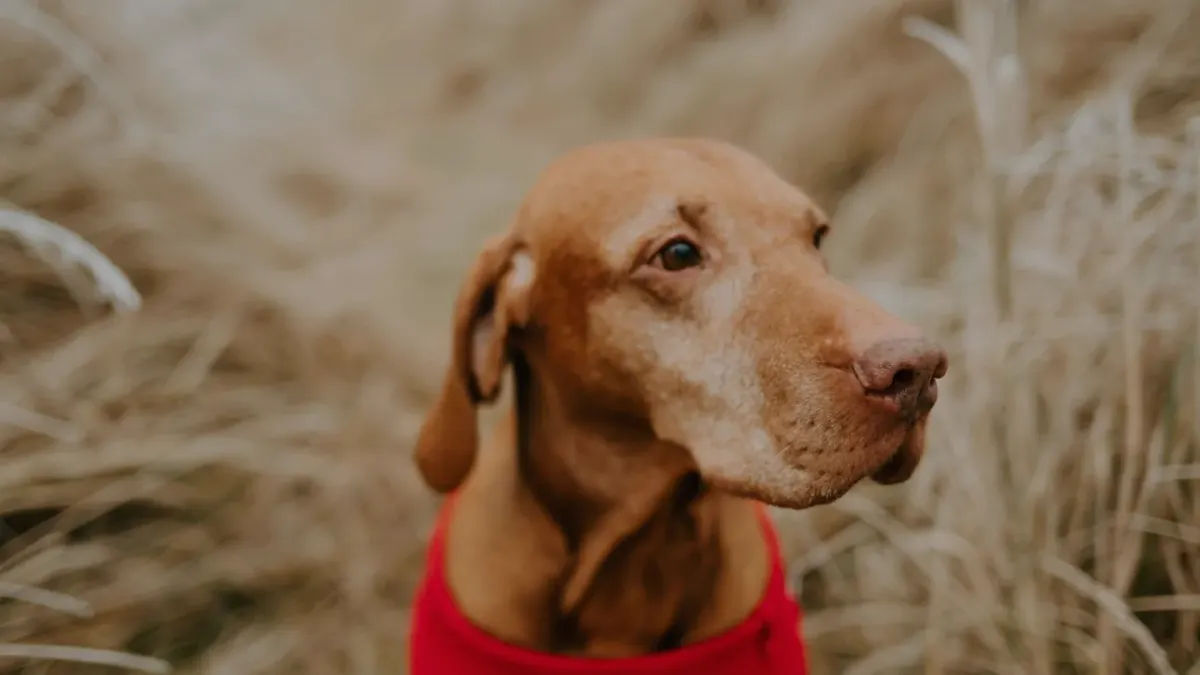 Dog wearing boots