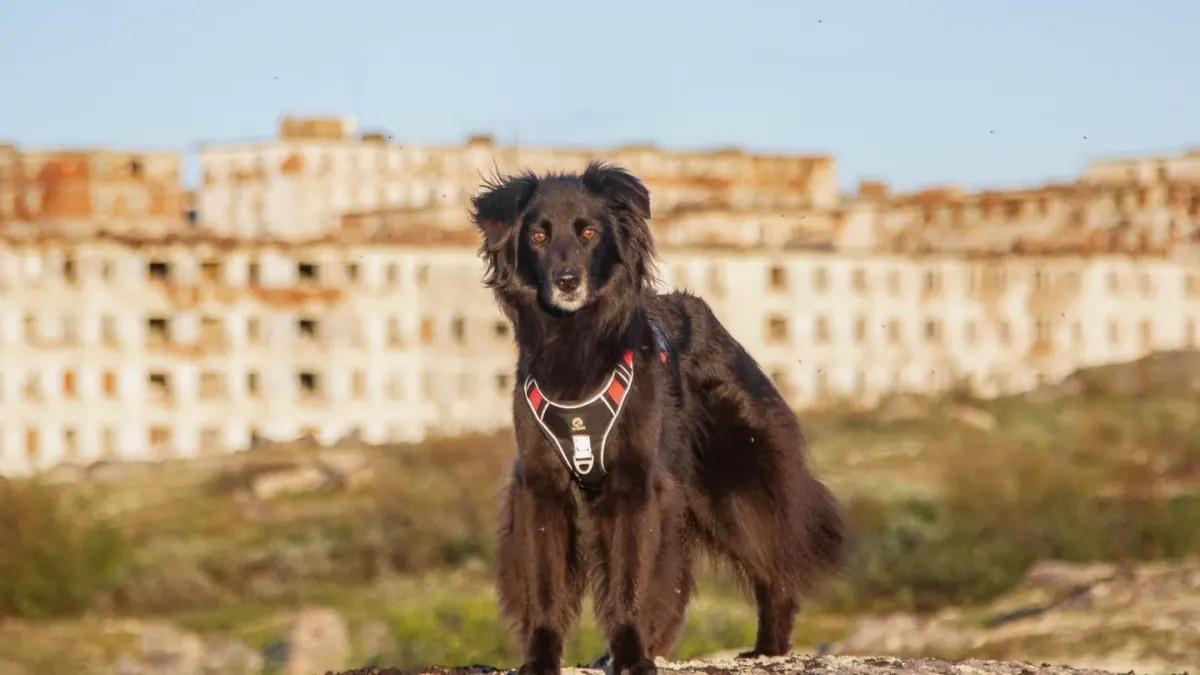 Dog wearing harness outdoors