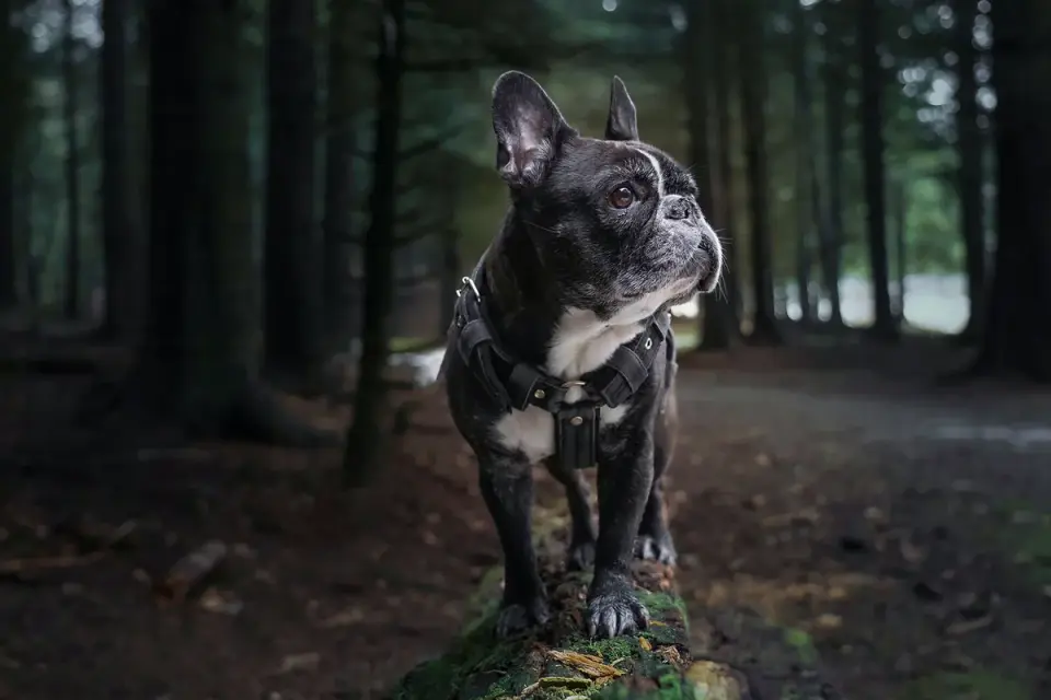 Dog wearing harness outdoors