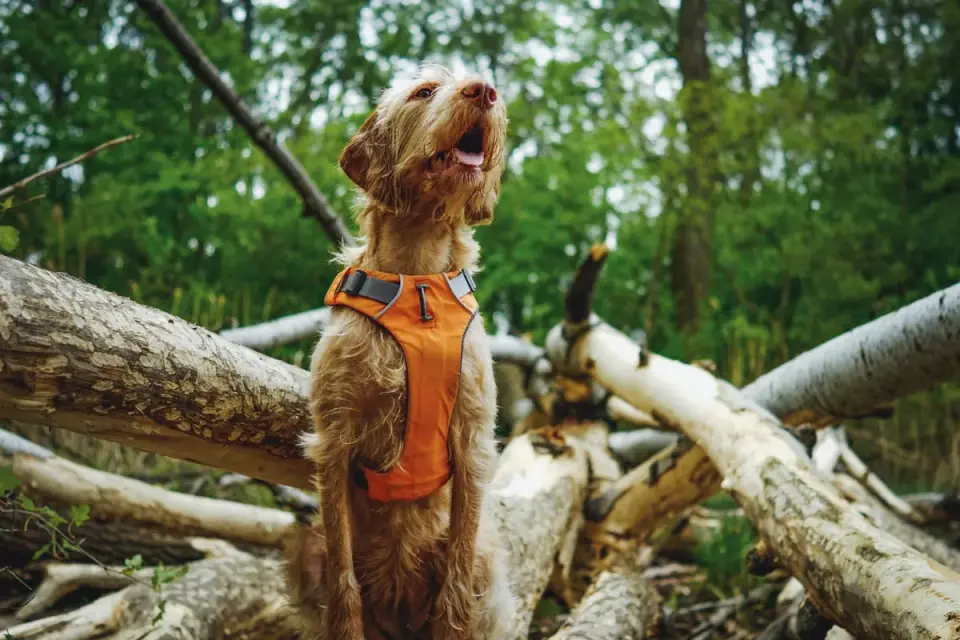 Dog wearing harness outdoors